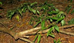 Anisotes pubinervis