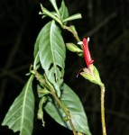 Anisotes pubinervis