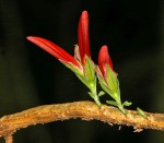 Anisotes pubinervis