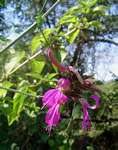 Dicliptera clinopodia