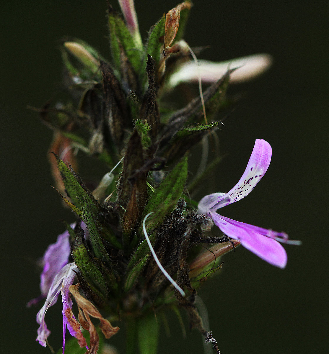 Dicliptera clinopodia