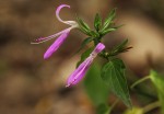Dicliptera clinopodia