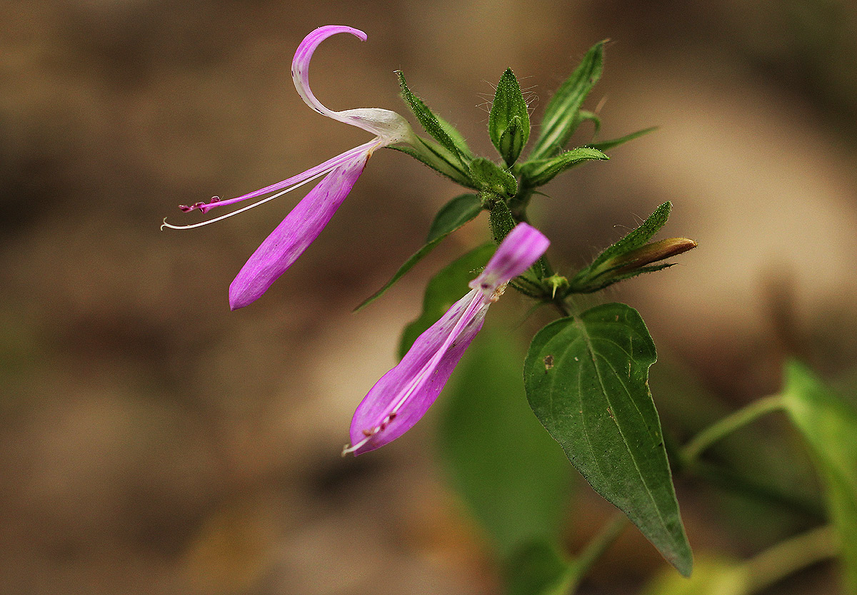 Dicliptera clinopodia