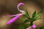 Dicliptera clinopodia