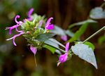 Dicliptera clinopodia
