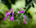 Dicliptera clinopodia