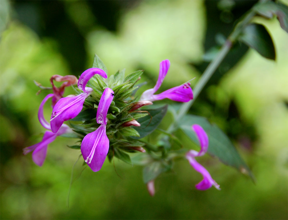 Dicliptera clinopodia