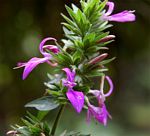 Dicliptera clinopodia