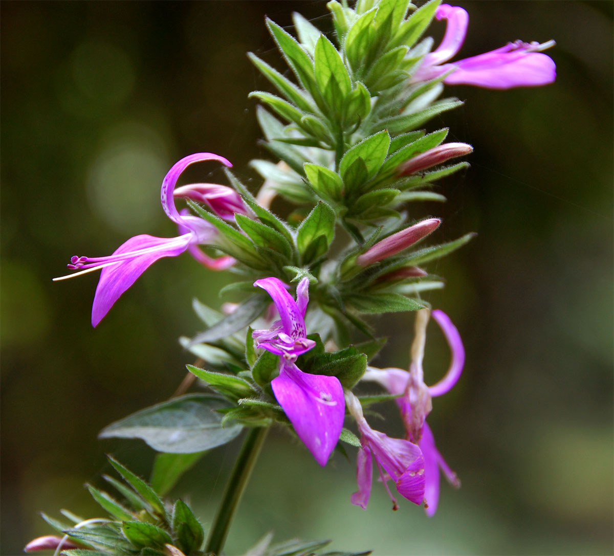 Dicliptera clinopodia