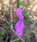 Dicliptera clinopodia
