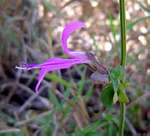 Dicliptera clinopodia