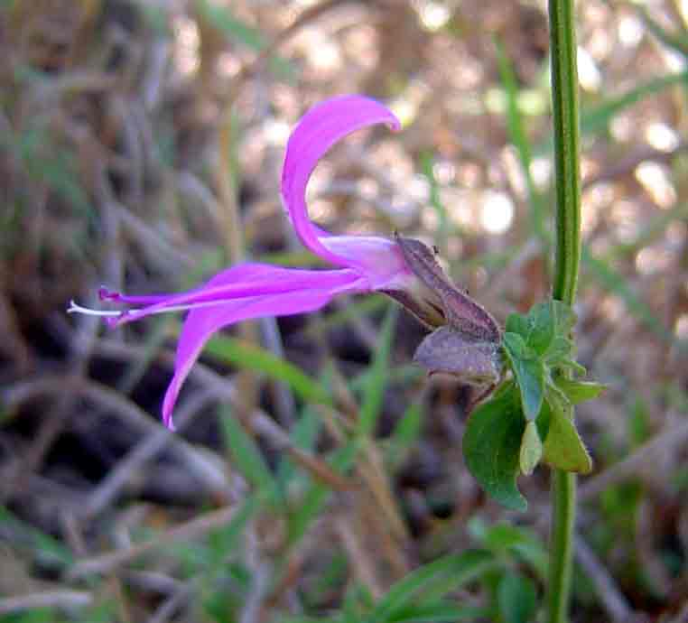 Dicliptera clinopodia