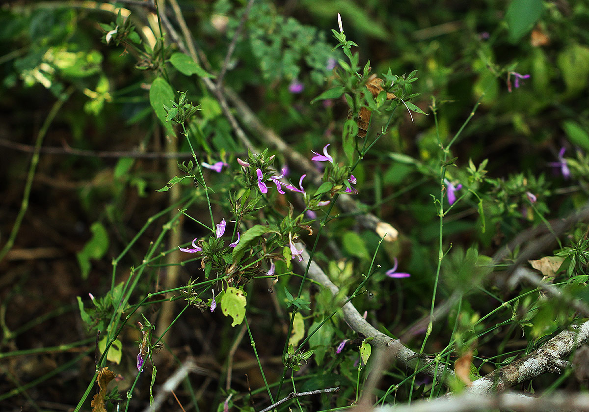 Dicliptera clinopodia