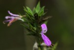Dicliptera clinopodia
