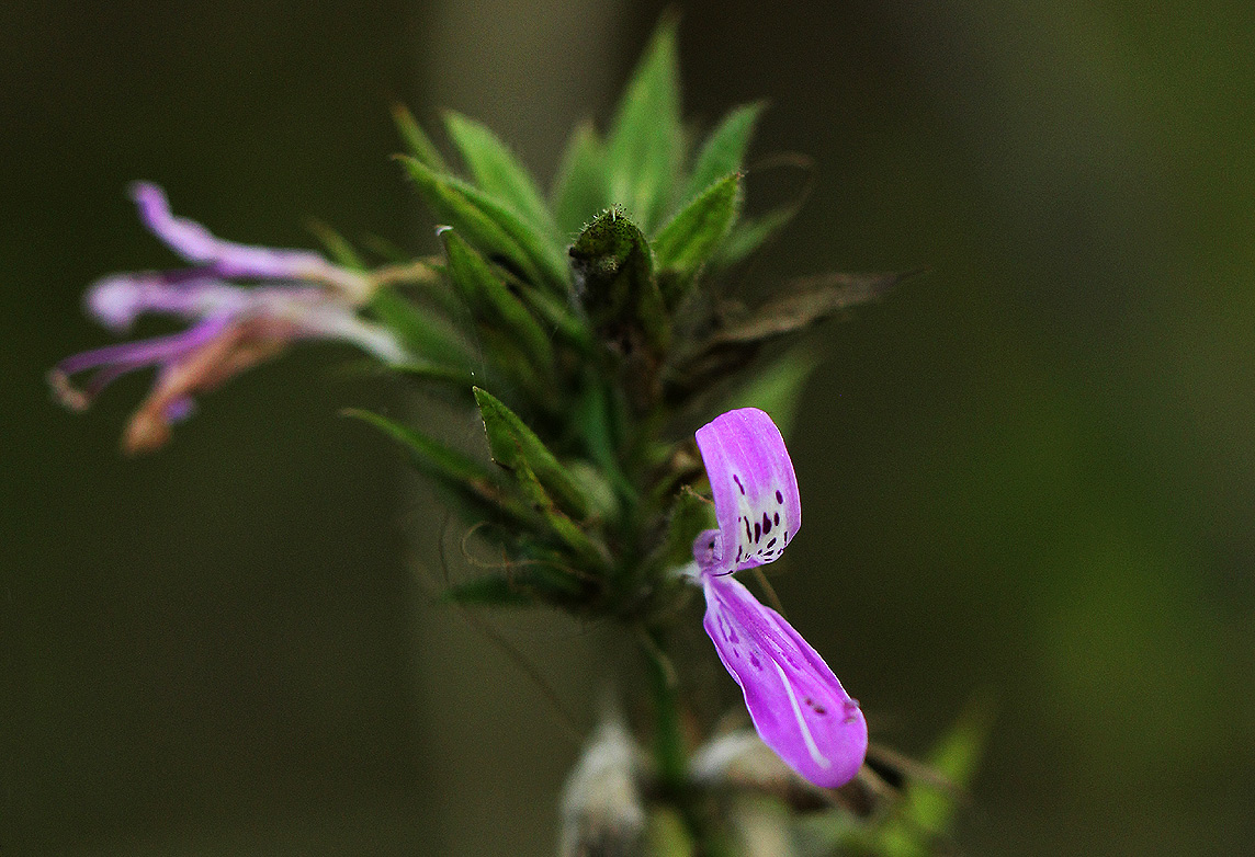 Dicliptera clinopodia