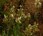 Dicliptera melleri