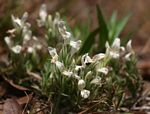 Dicliptera melleri
