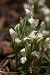 Dicliptera melleri