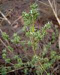 Dicliptera verticillata