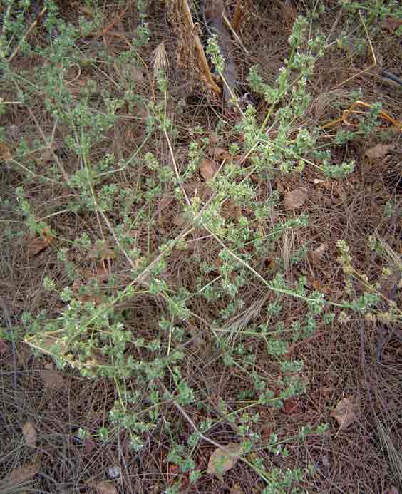 Dicliptera verticillata