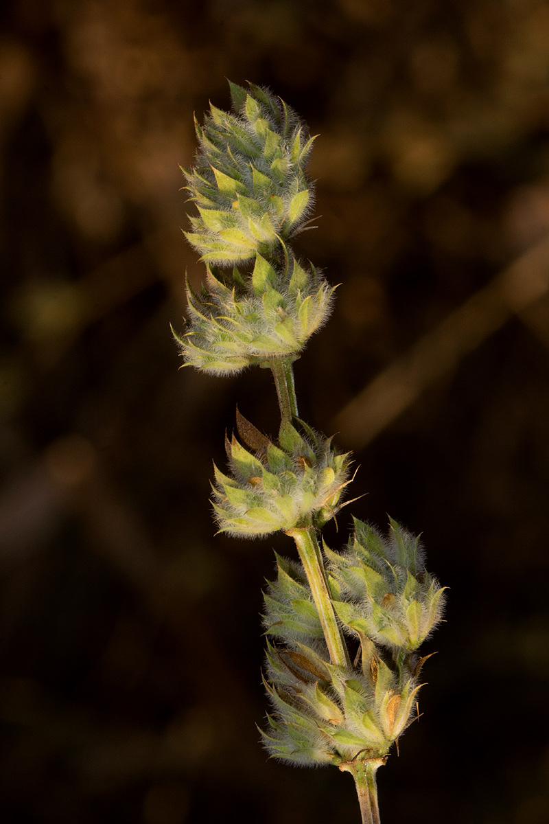 Dicliptera verticillata