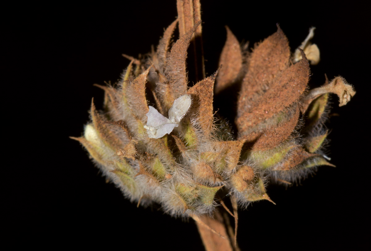 Dicliptera verticillata