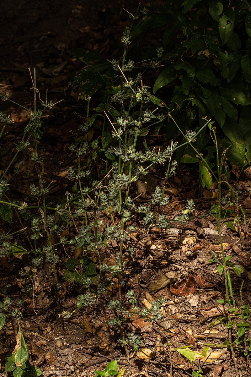Dicliptera verticillata