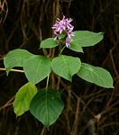 Hypoestes aristata
