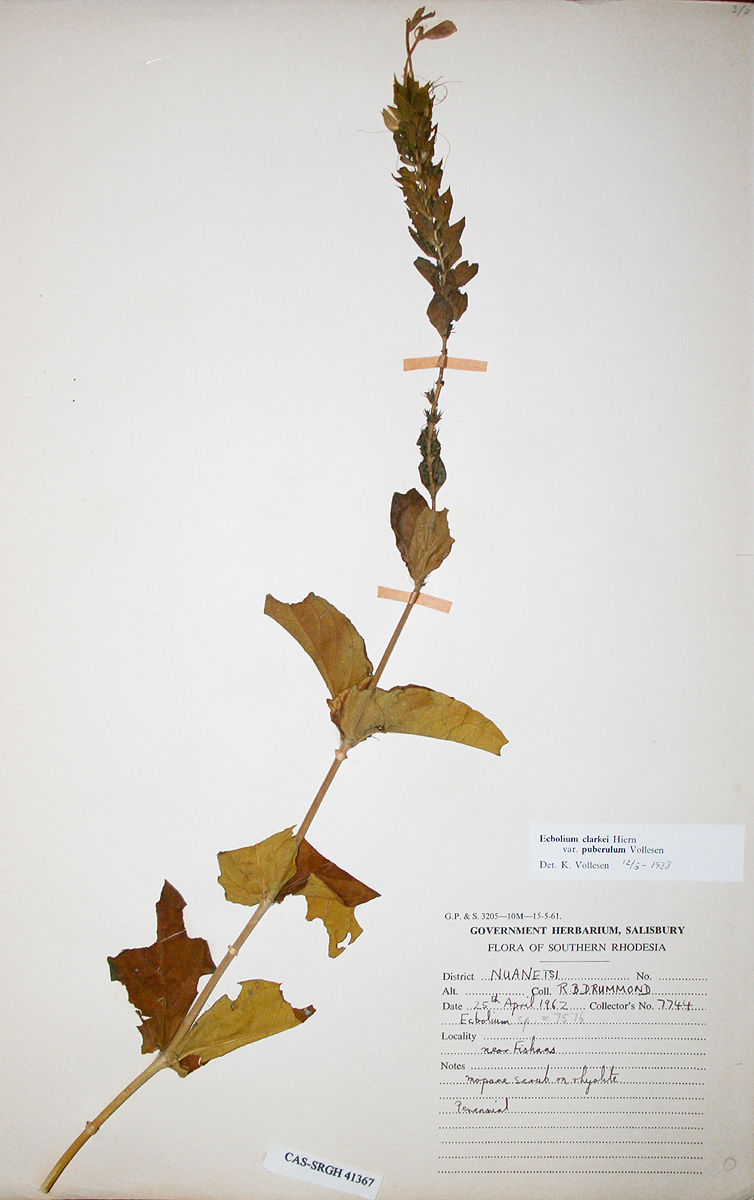 Ecbolium clarkei var. puberulum