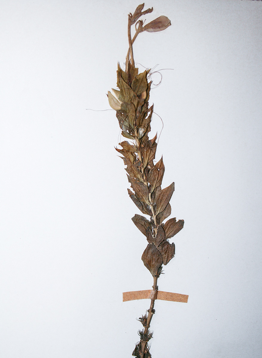 Ecbolium clarkei var. puberulum