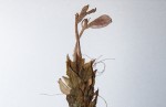 Ecbolium clarkei var. puberulum