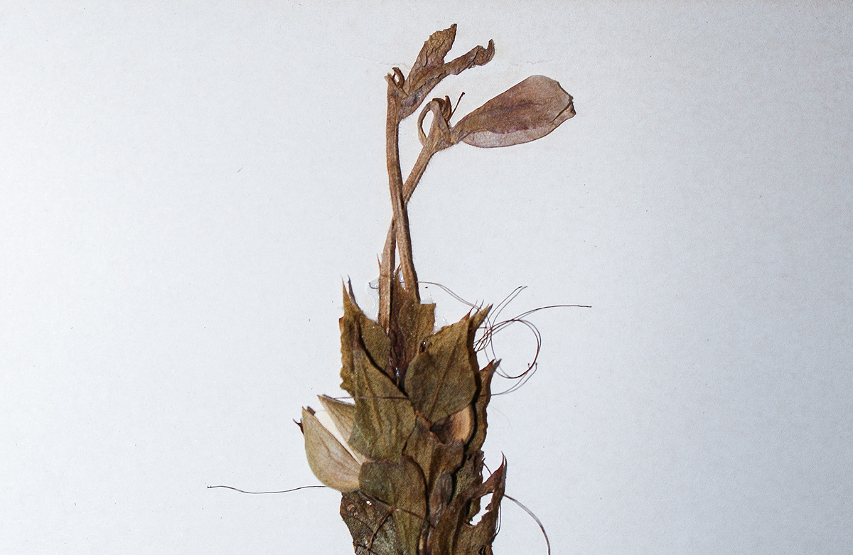 Ecbolium clarkei var. puberulum