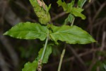Ecbolium clarkei var. puberulum