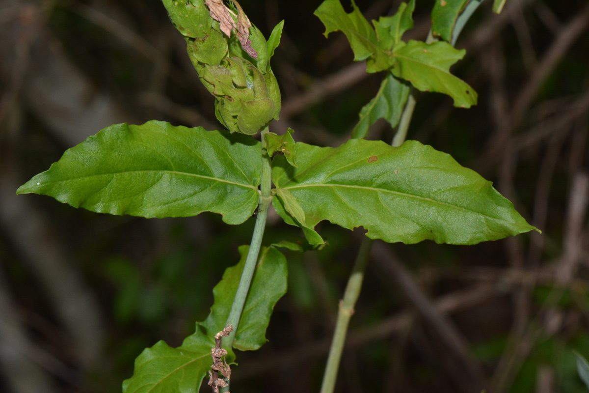 Ecbolium clarkei var. puberulum