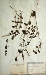 Rhinacanthus zambesiacus