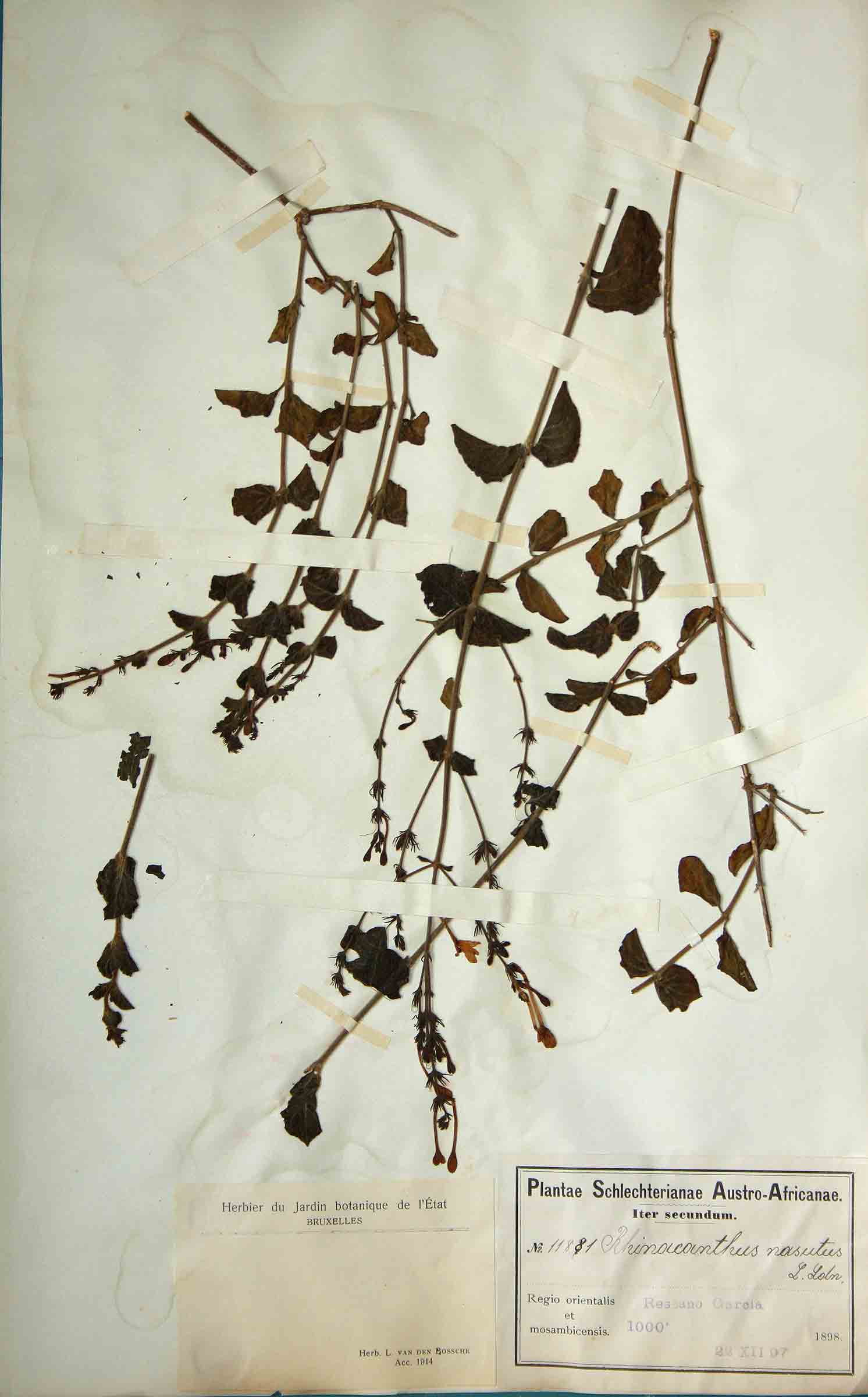 Rhinacanthus zambesiacus