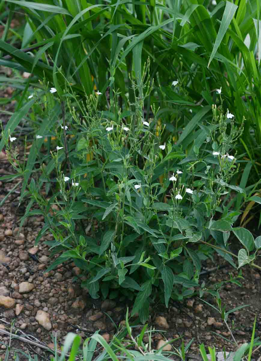 Rhinacanthus zambesiacus