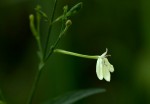Rhinacanthus zambesiacus