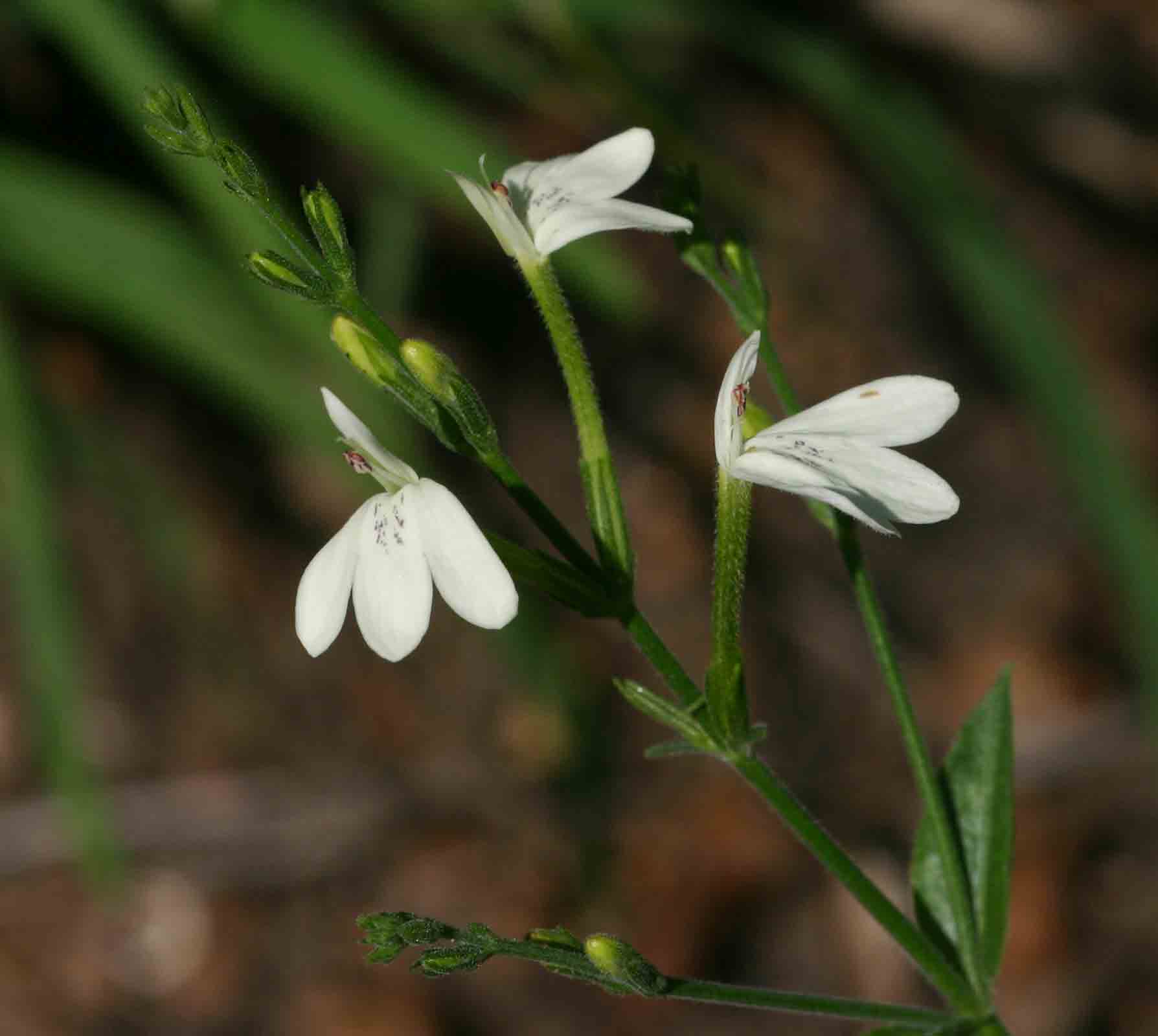 Rhinacanthus zambesiacus