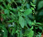 Isoglossa floribunda subsp. floribunda