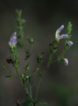 Isoglossa floribunda subsp. floribunda