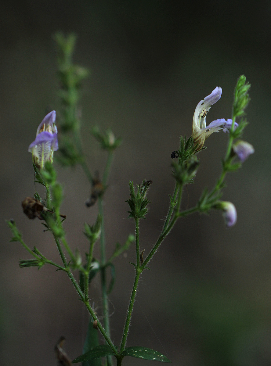 Isoglossa floribunda subsp. floribunda