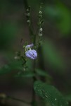 Isoglossa floribunda subsp. floribunda