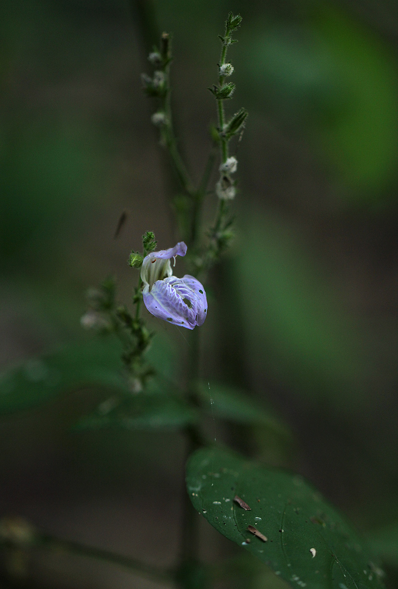 Isoglossa floribunda subsp. floribunda