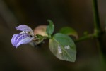 Isoglossa floribunda subsp. floribunda