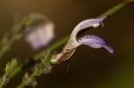 Isoglossa floribunda subsp. floribunda