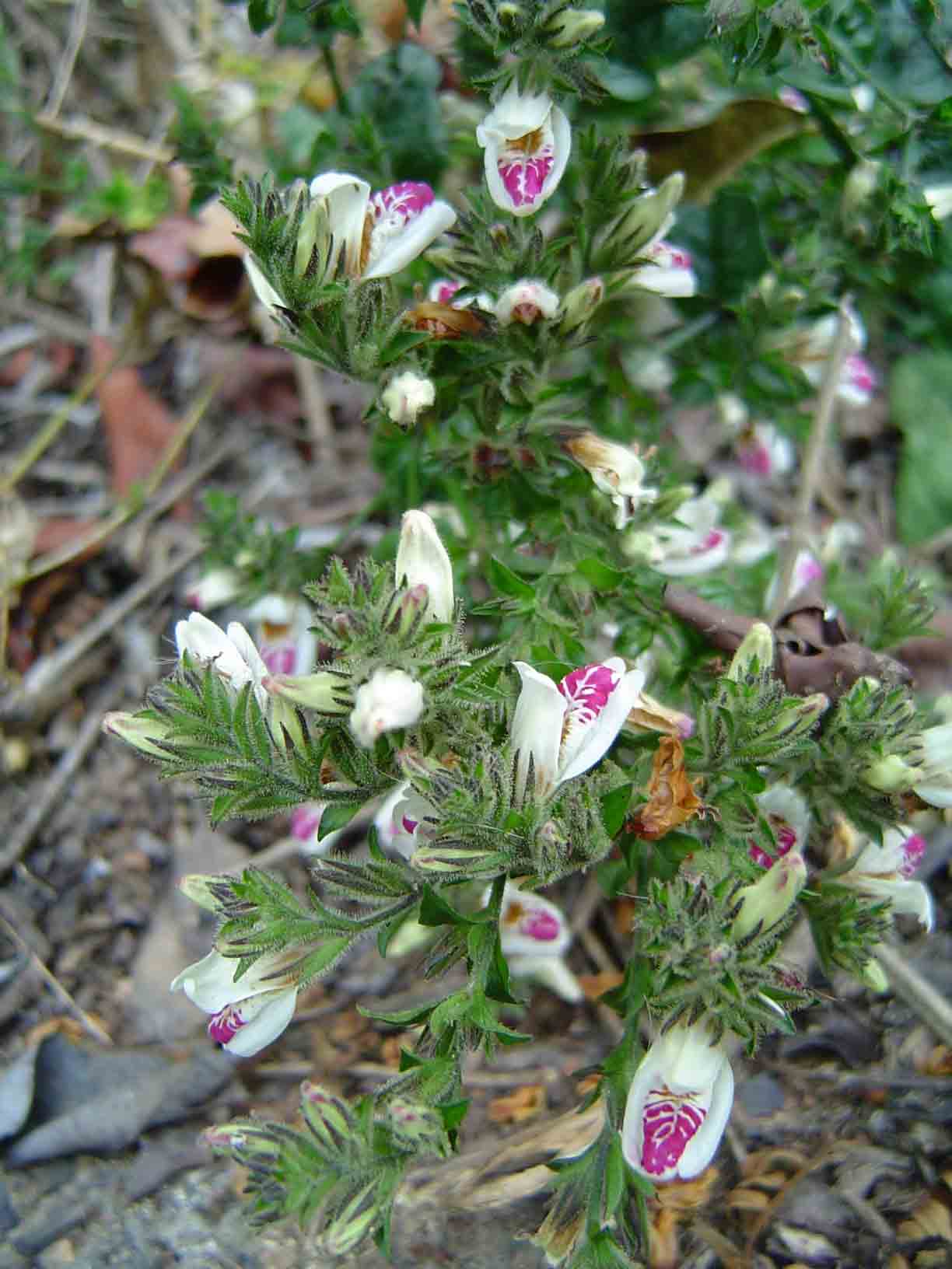 Isoglossa milanjiensis