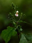 Isoglossa milanjiensis