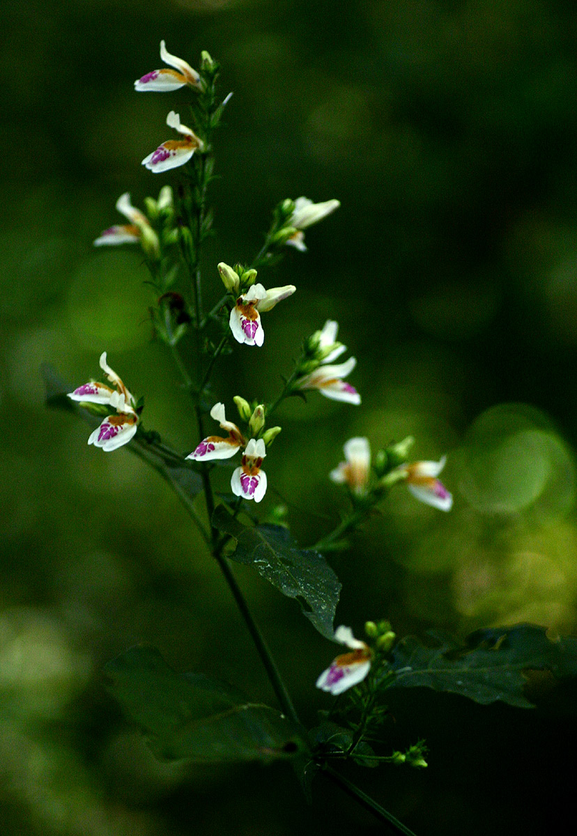 Isoglossa milanjiensis