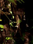 Isoglossa milanjiensis